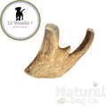 Large Fallow Antler