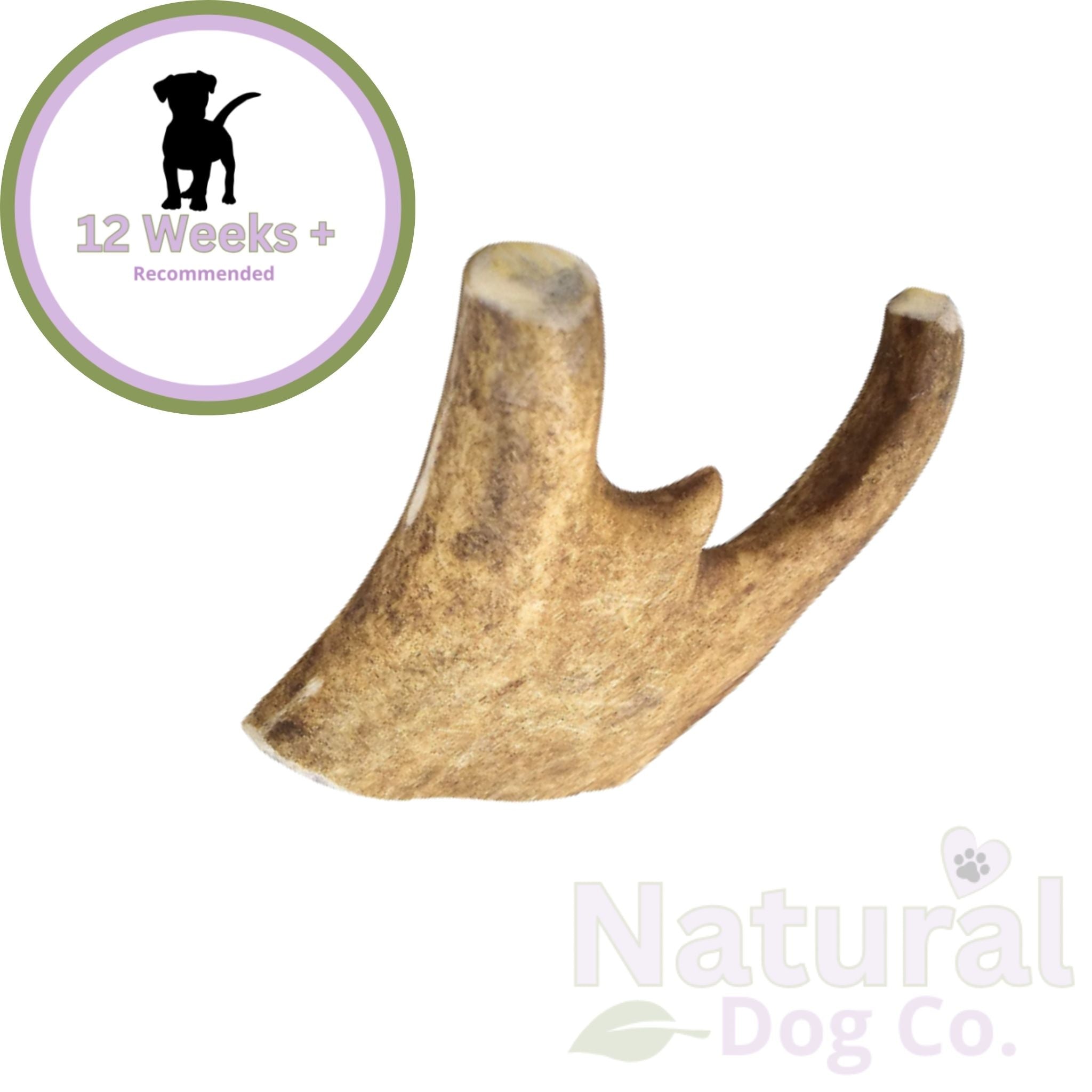 Fallow Antler Medium