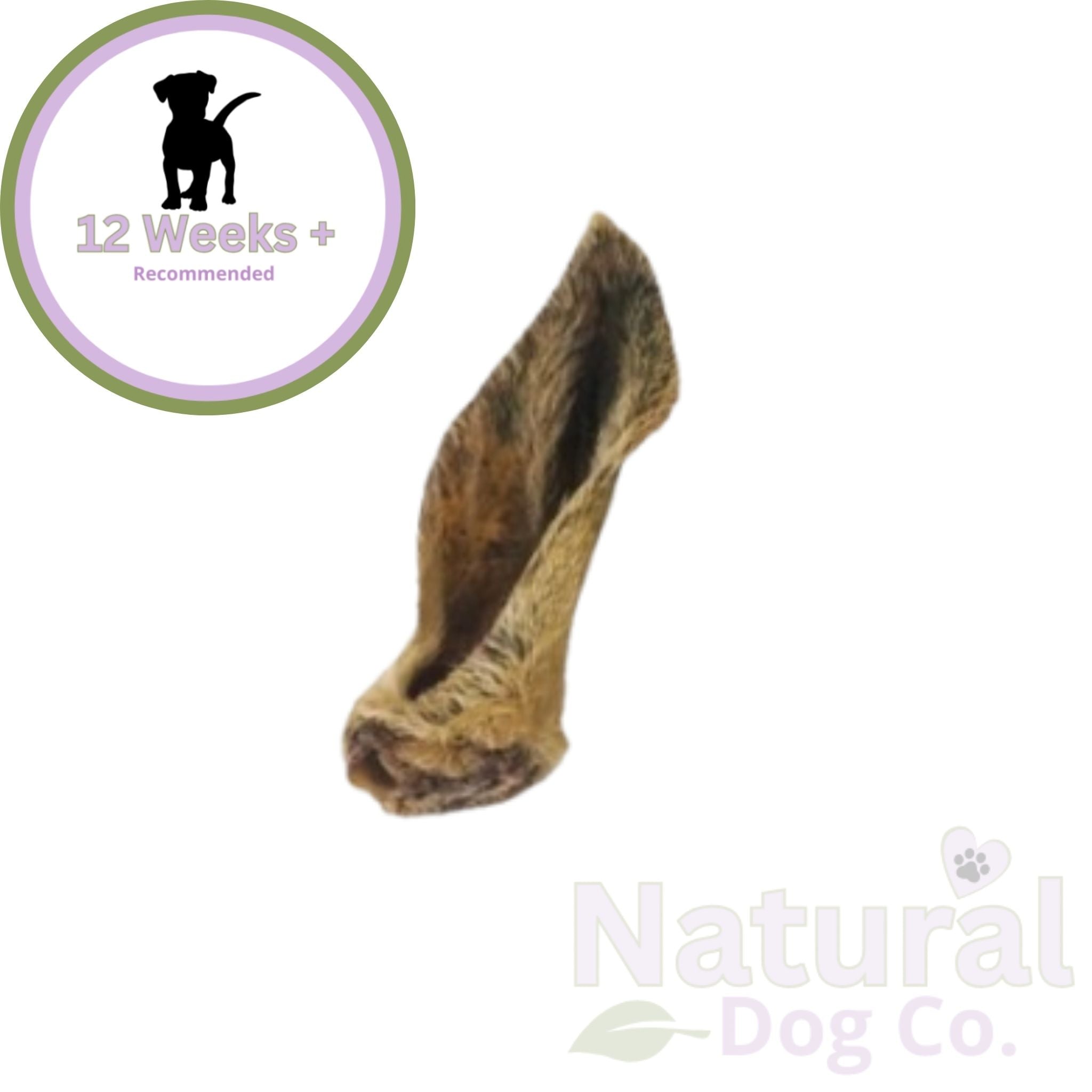 Lamb Ear