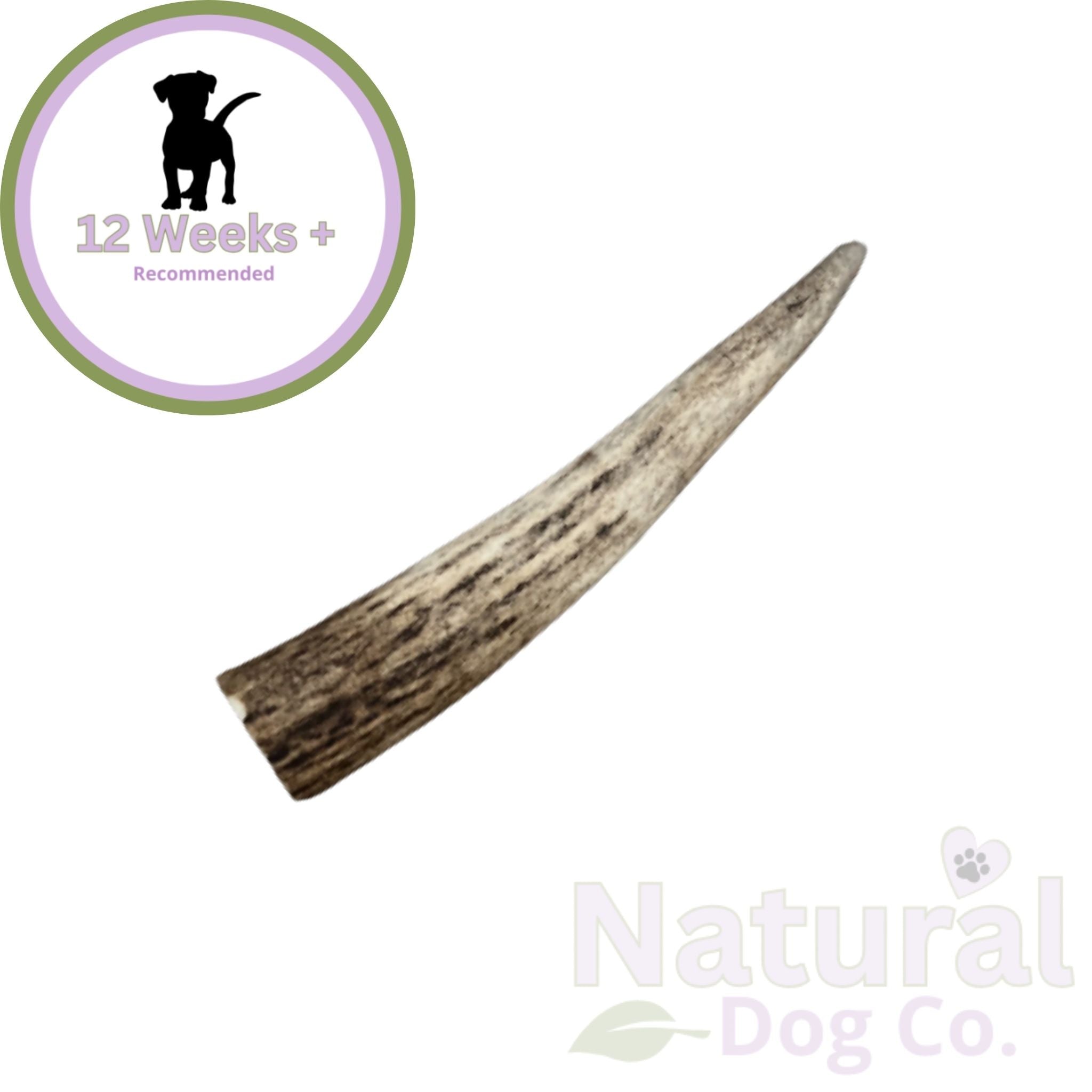 Whole Antler Large